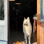 In De Aap - &
