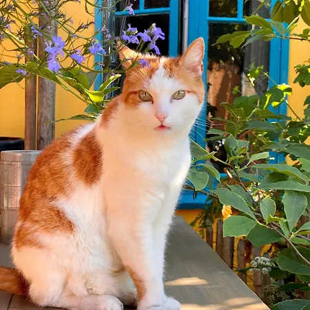 Bed & Breakfast In De Aap - &