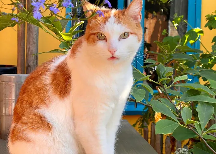 Bed & Breakfast In De Aap - &