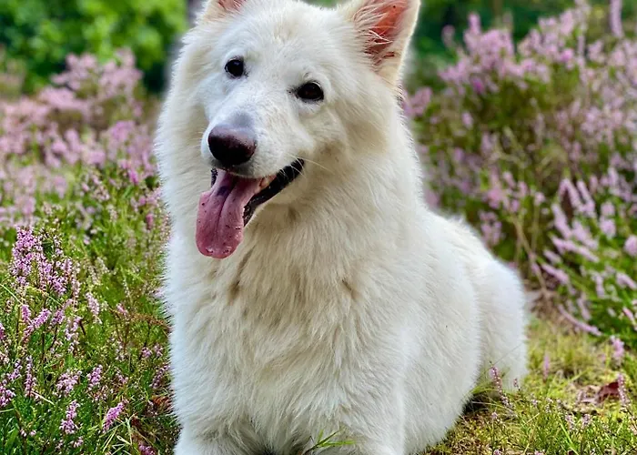 Bed and breakfast In De Aap - & 4*