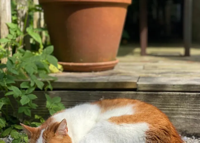 In De Aap - & Bergen