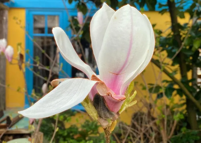 In De Aap - & Bed & Breakfast Bergen