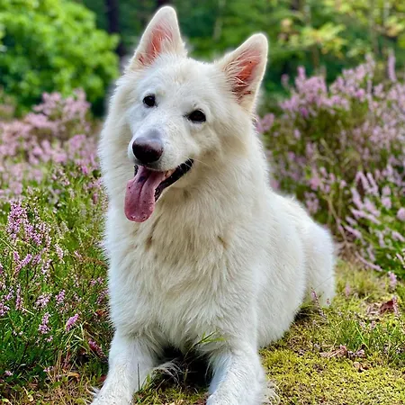 Nocleg ze śniadaniem In De Aap - & 4*