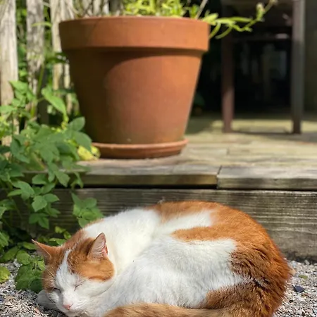 In De Aap - & Bergen